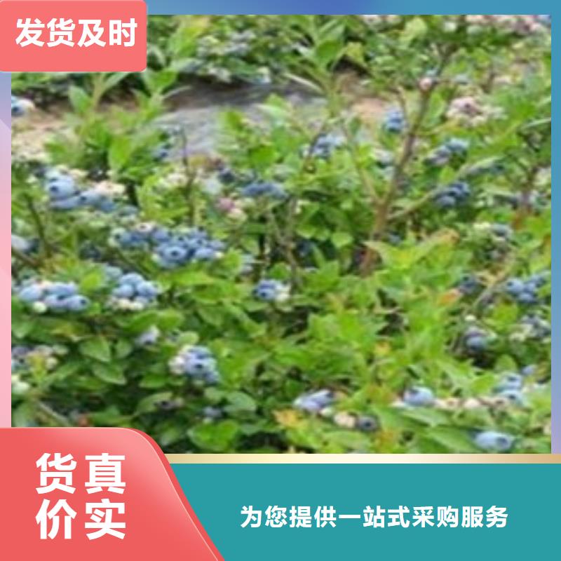 蓝莓苗核桃苗好货采购