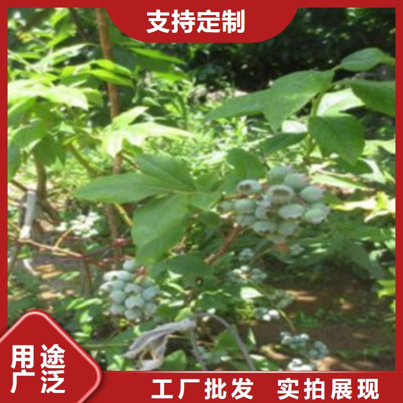 蓝莓苗【板栗苗】放心选购