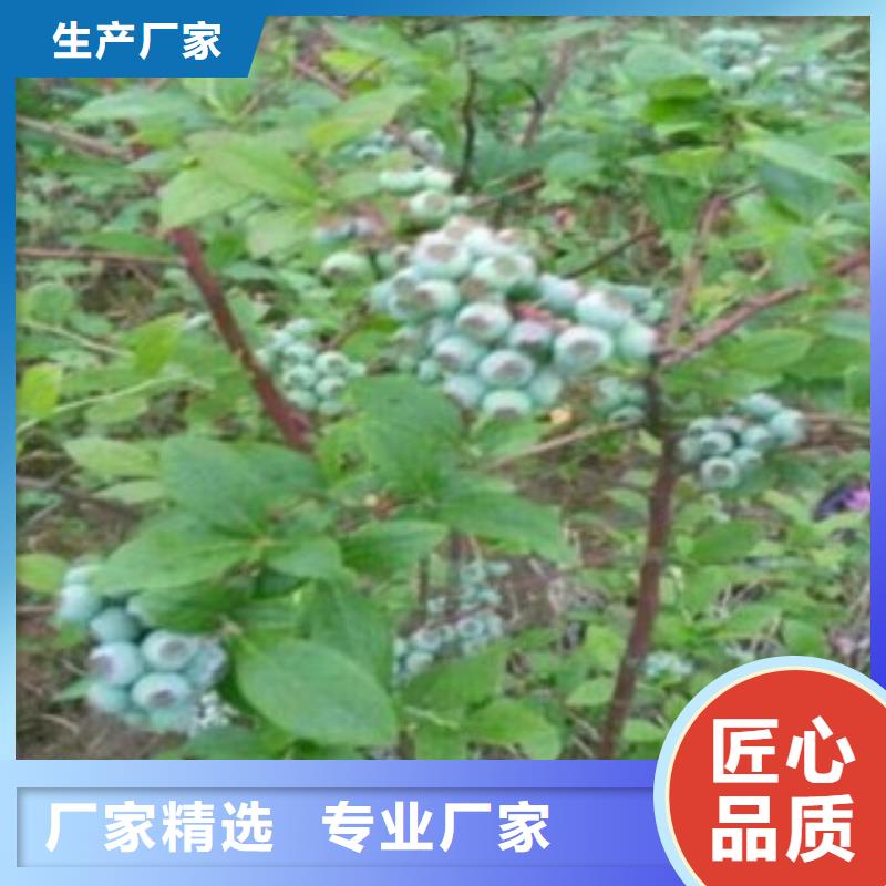 蓝莓苗桃树苗款式新颖