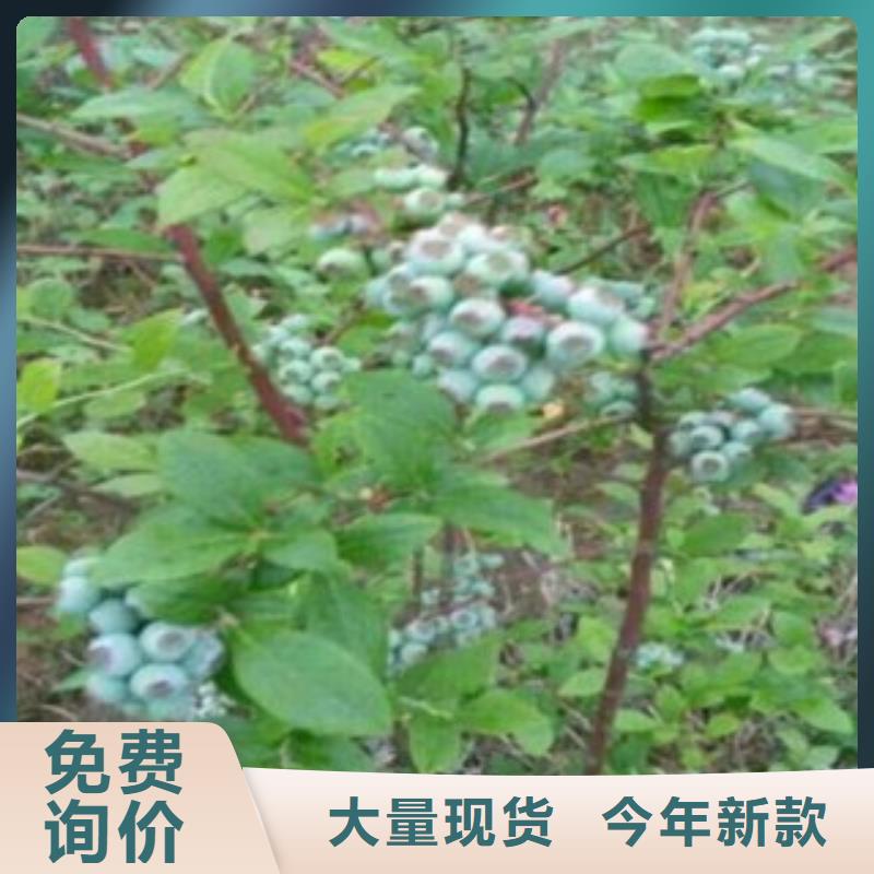 蓝莓苗-桃树苗优选好材铸造好品质