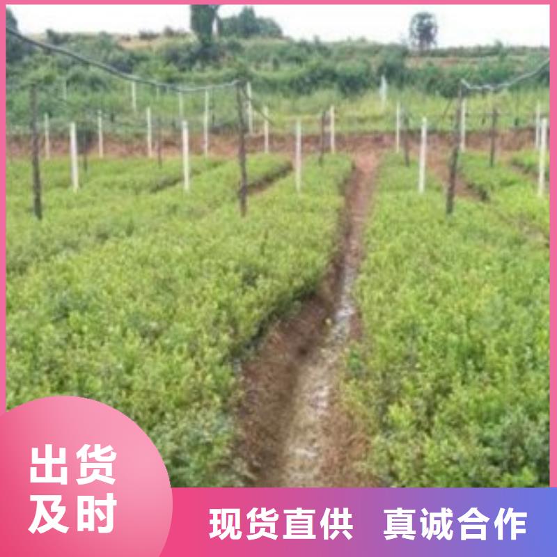 蓝莓苗厂家大量现货