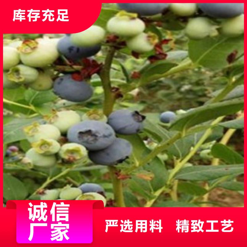 蓝莓苗桃树苗款式新颖