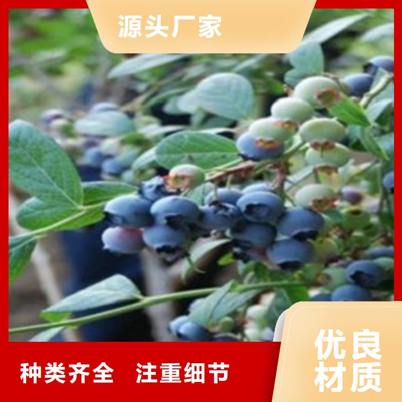 蓝莓苗大量现货