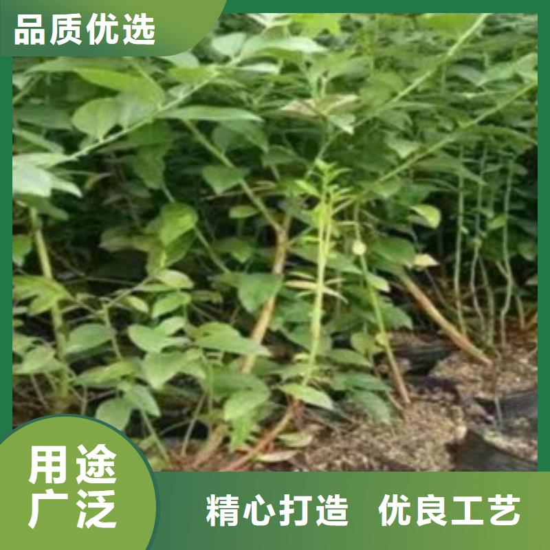 【蓝莓苗板栗苗多种规格可选】