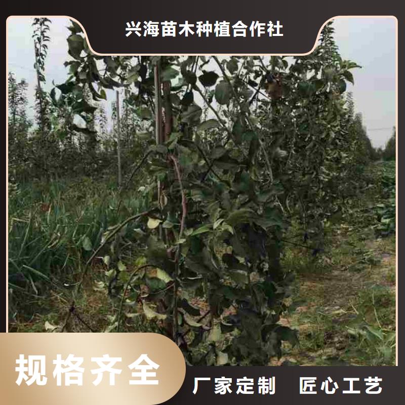 【苹果苗】核桃苗工程施工案例