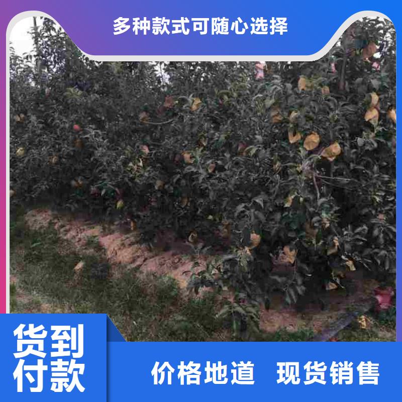 苹果苗梨树苗源头厂商