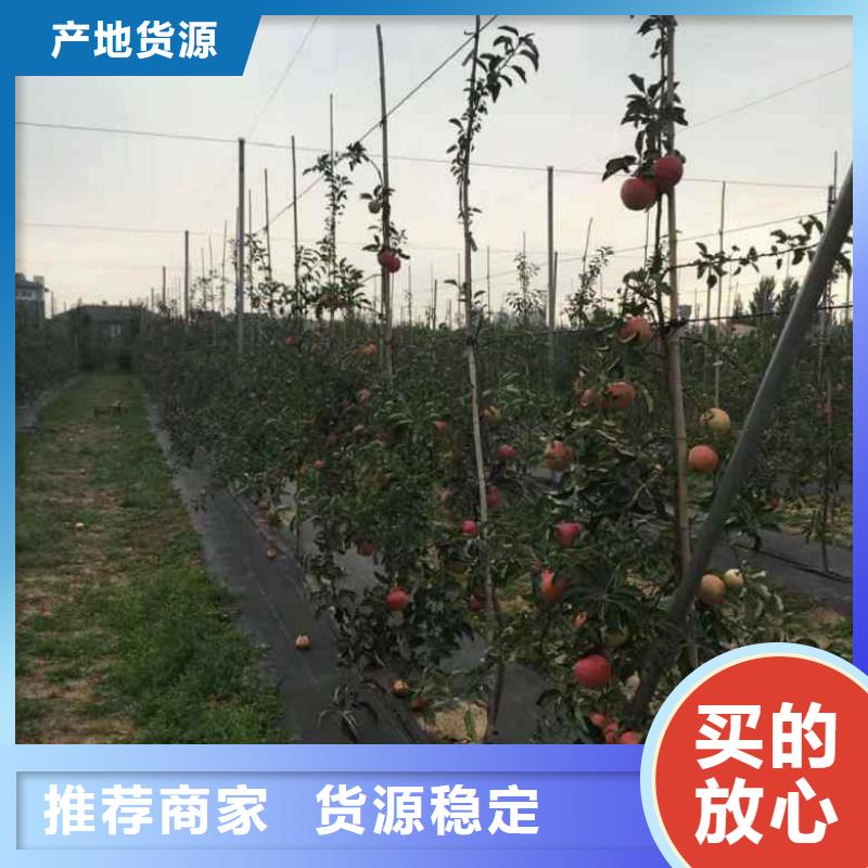 苹果苗桃树苗品质值得信赖