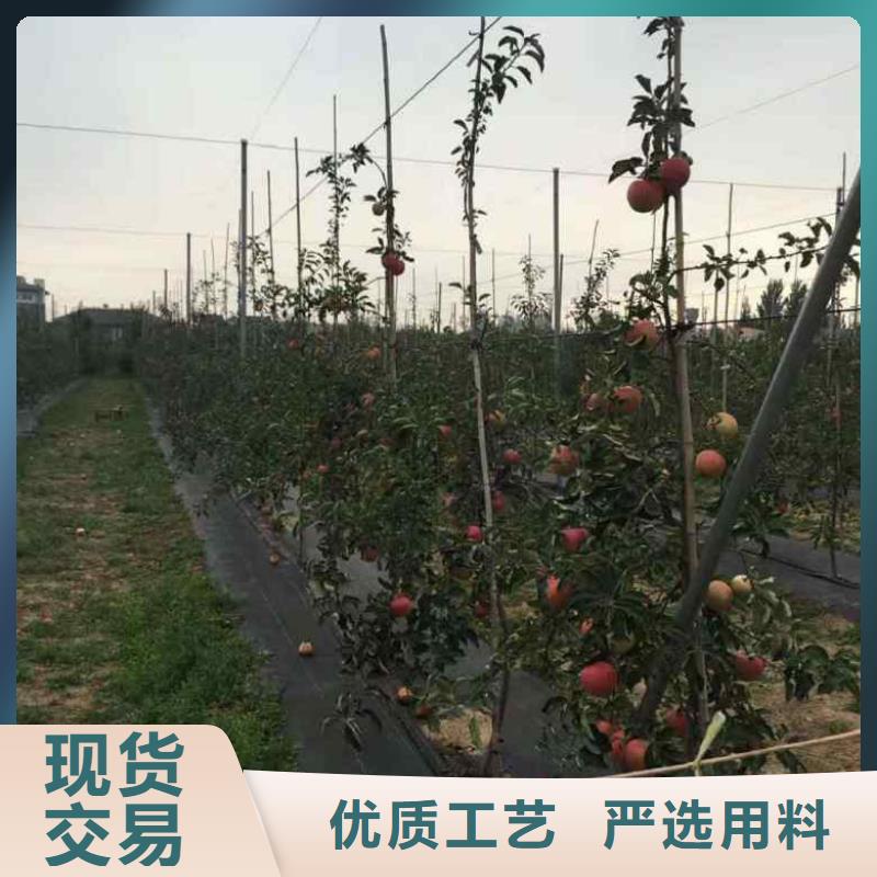 苹果苗桃树苗源头实体厂商