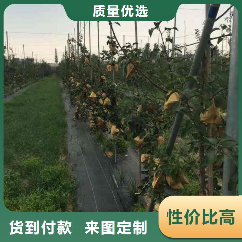 苹果苗,梨树苗厂家定制