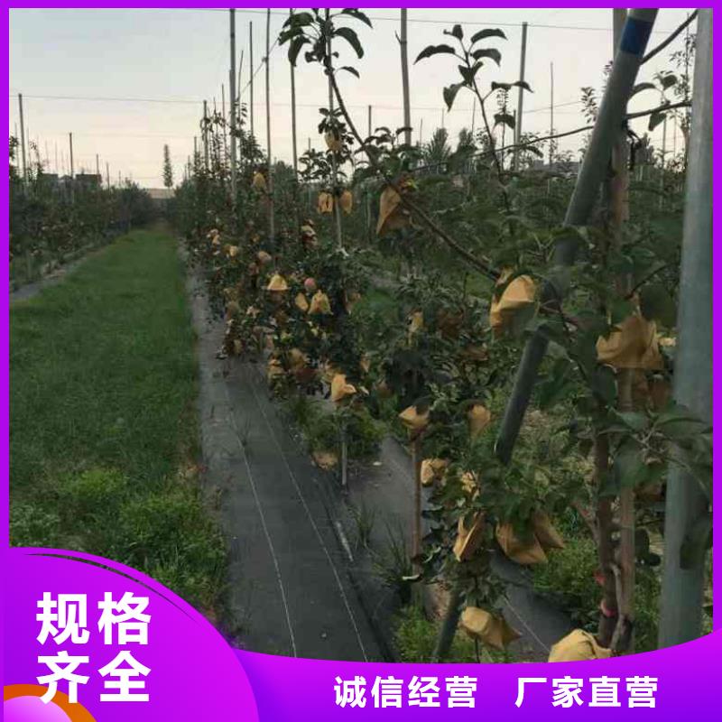 苹果苗,花椒苗定制零售批发