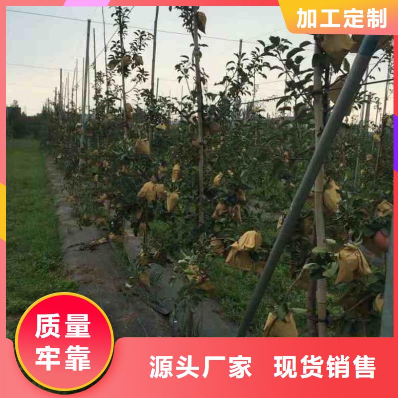 【苹果苗】梨树苗厂家经验丰富