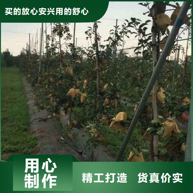 苹果苗板栗苗支持加工定制