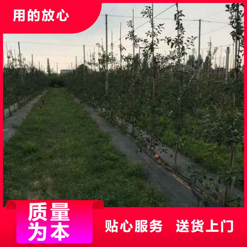 苹果苗桃树苗品质好才是硬道理