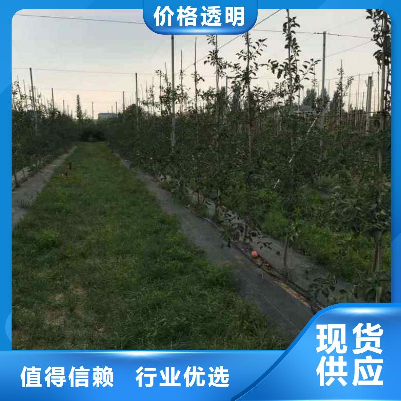 苹果苗-梨树苗厂家型号齐全