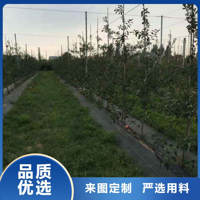 苹果苗梨树苗诚信经营现货现发