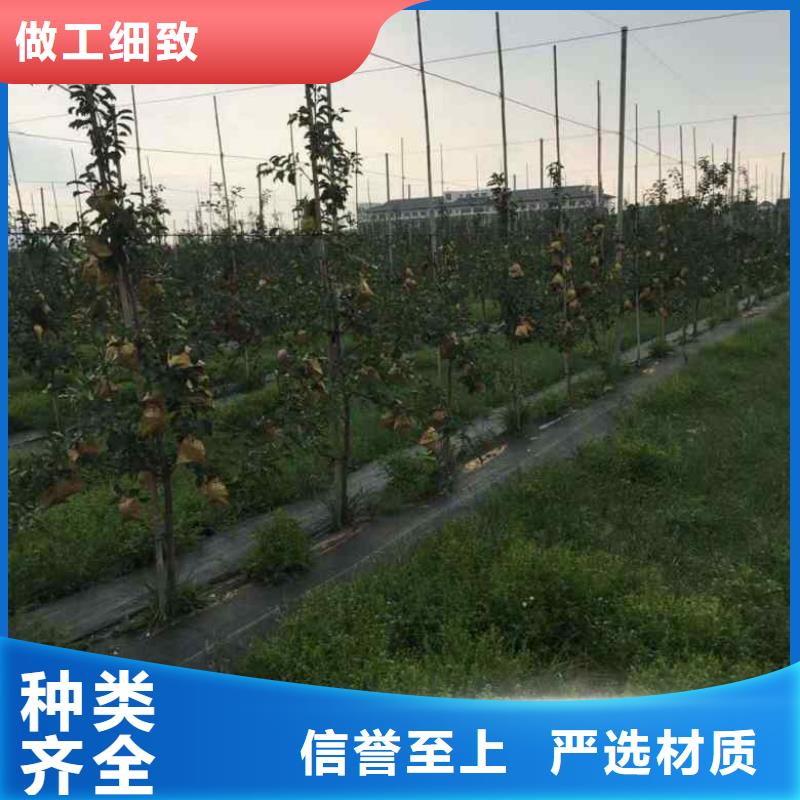 苹果苗桃树苗品质值得信赖