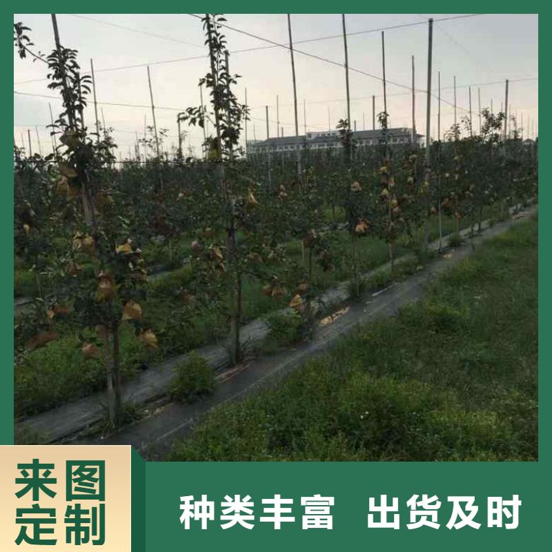 苹果苗花椒苗质检严格放心品质