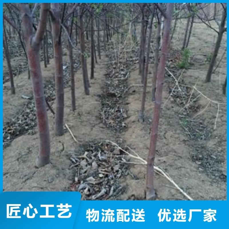 苹果苗_桃树苗诚信可靠