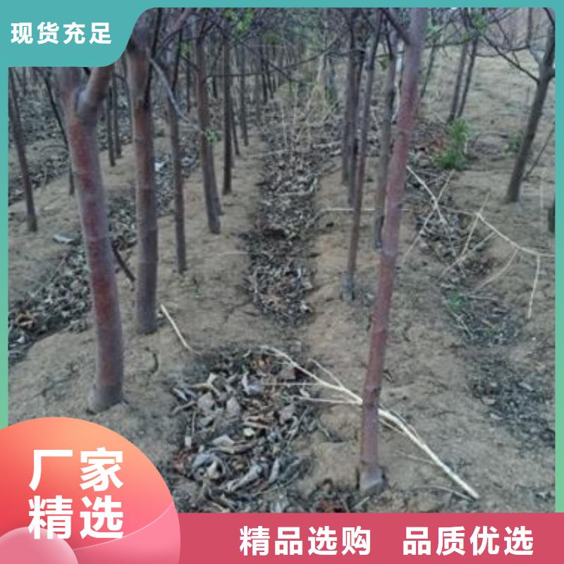 苹果苗山楂苗推荐厂家