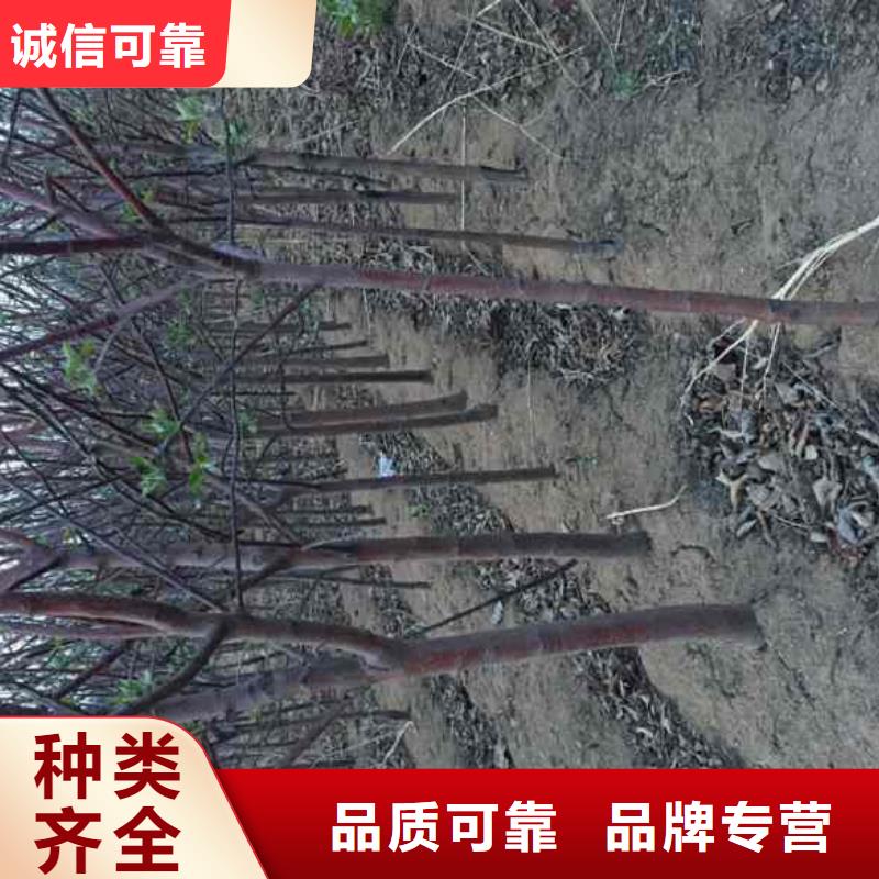 苹果苗山楂苗实体厂家大量现货