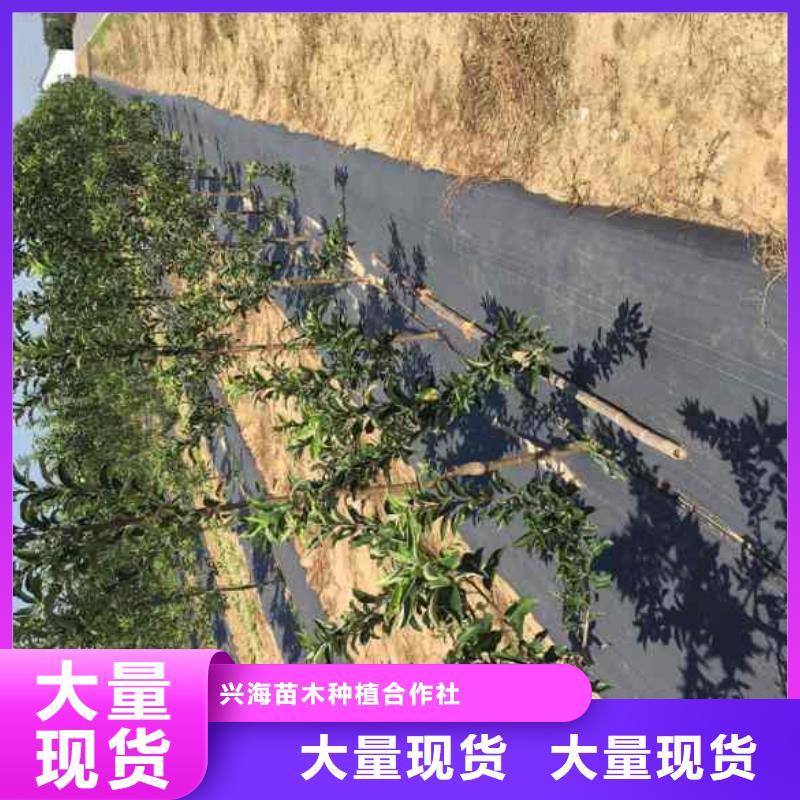 苹果苗桃树苗常年供应