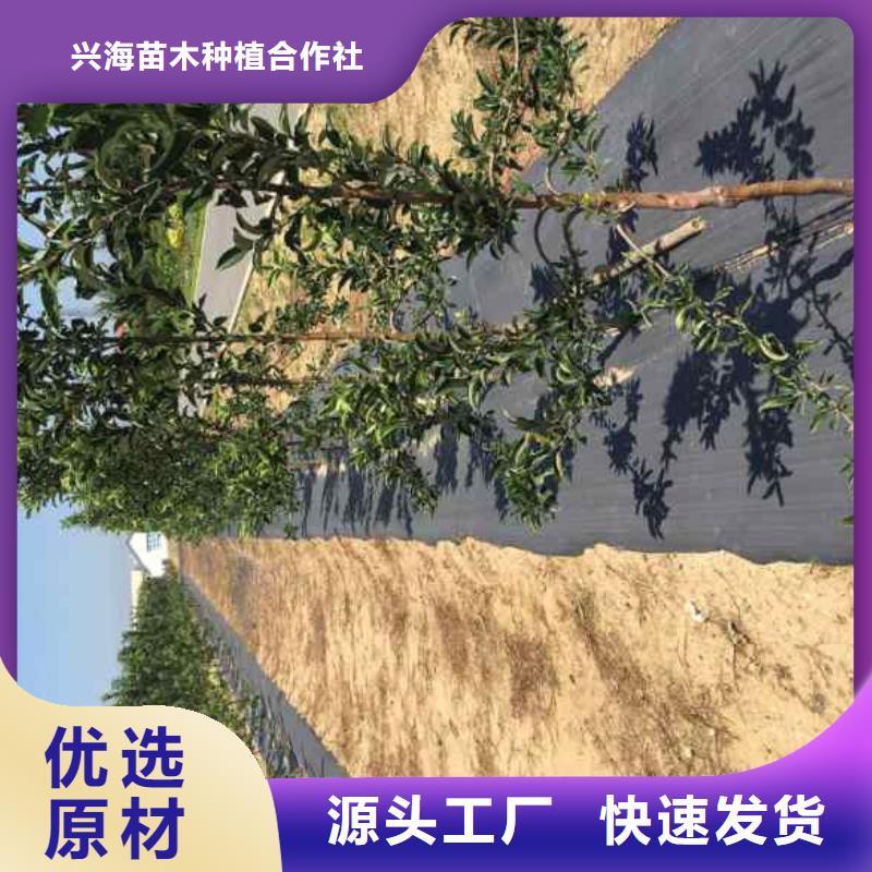 苹果苗山楂苗订购