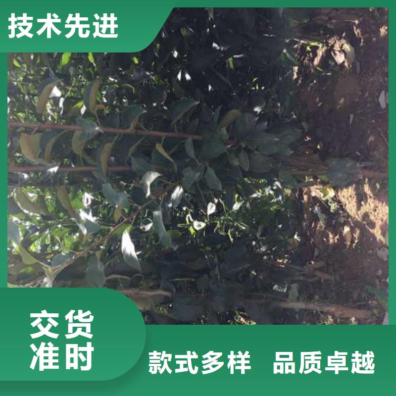 【苹果苗】板栗苗自有生产工厂