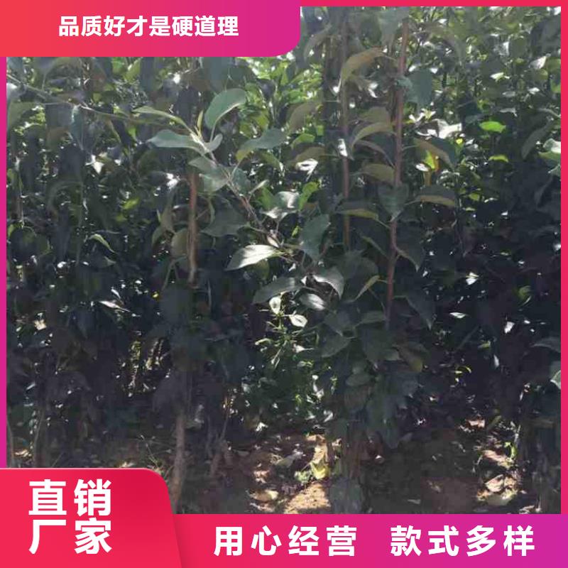 苹果苗【花椒苗】货到付款