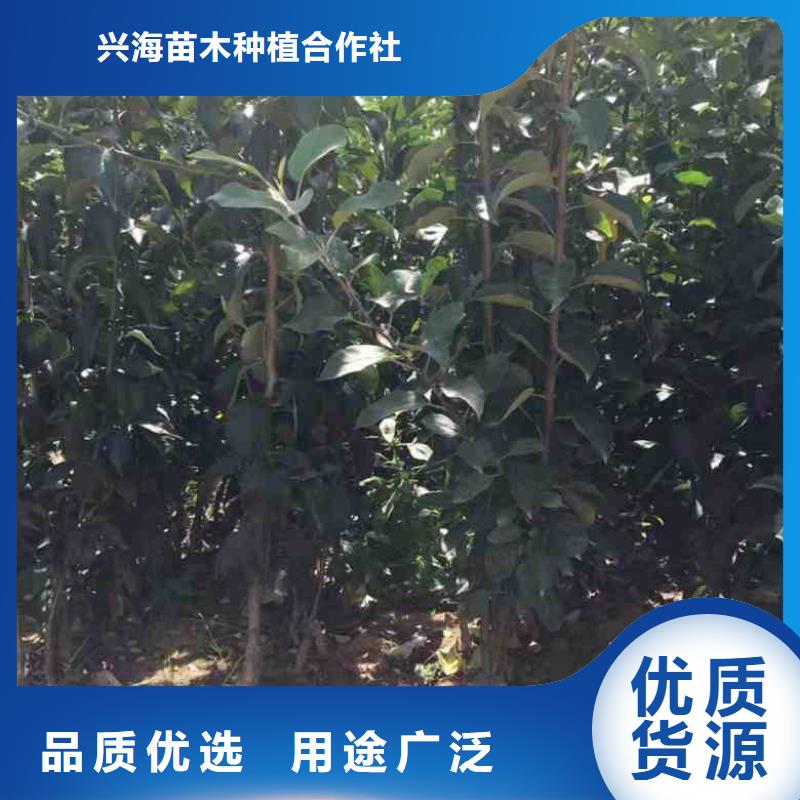 【苹果苗拒绝差价】