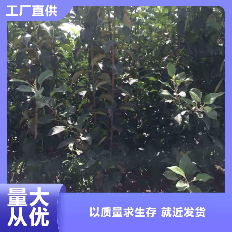 苹果苗,花椒苗定制零售批发