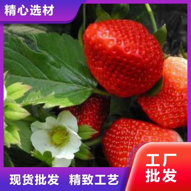 【草莓苗】梨树苗多行业适用