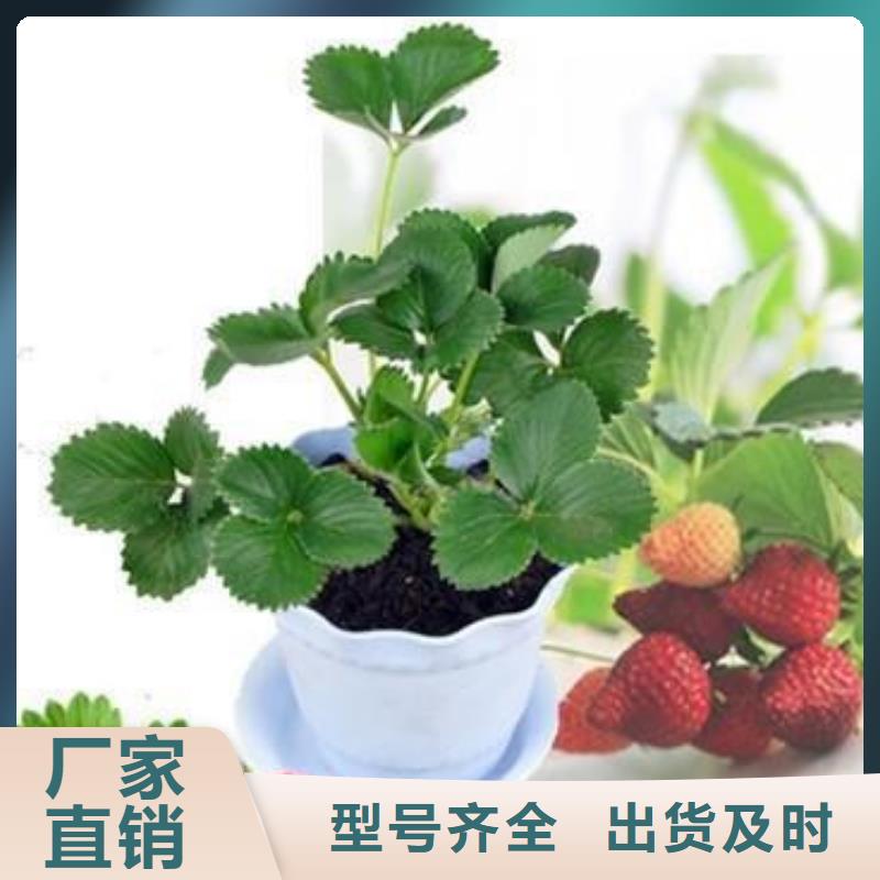 草莓苗【梨树苗】支持加工定制