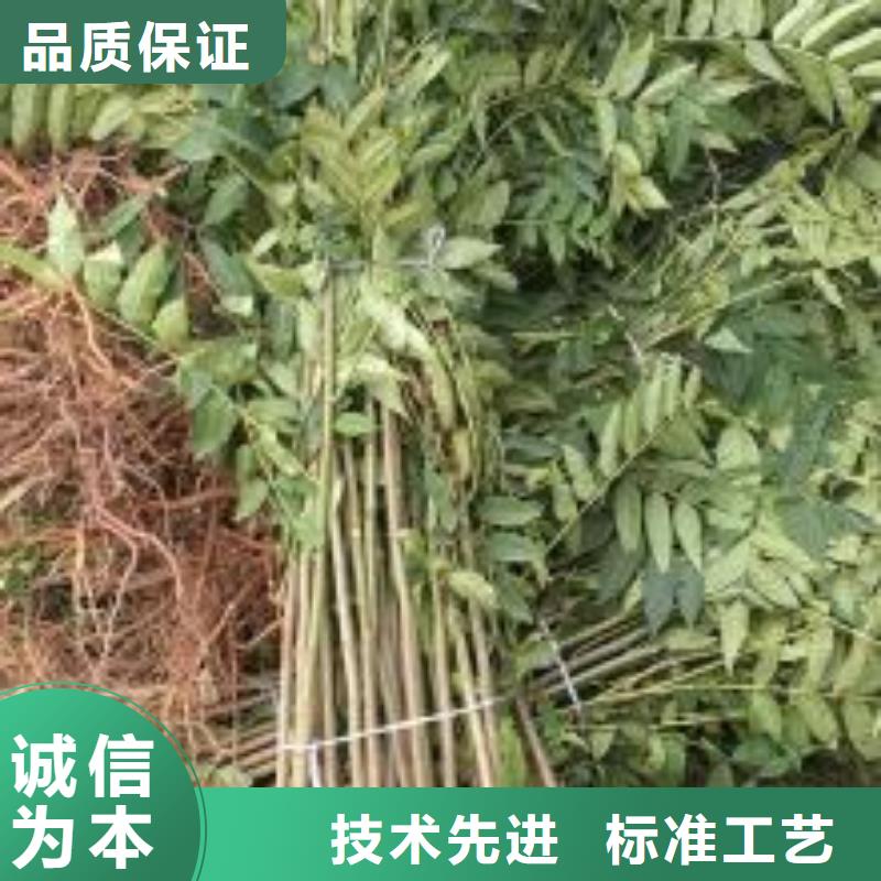 【香椿苗,梨树苗检验发货】