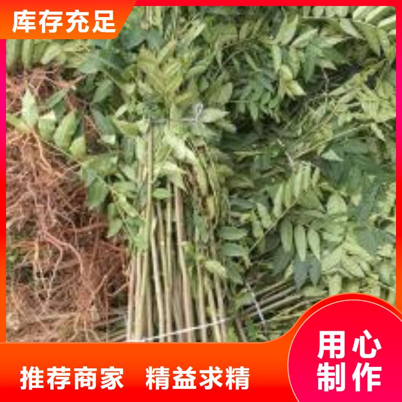 香椿苗,苹果苗生产加工