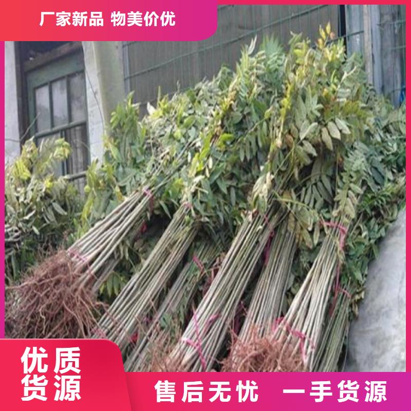 香椿苗,李子苗超产品在细节