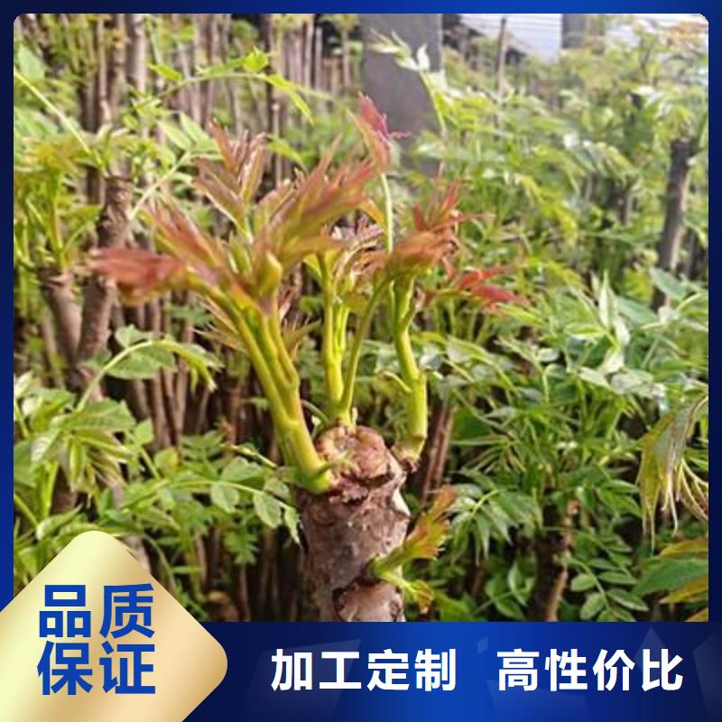 【香椿苗核桃苗做工精细】