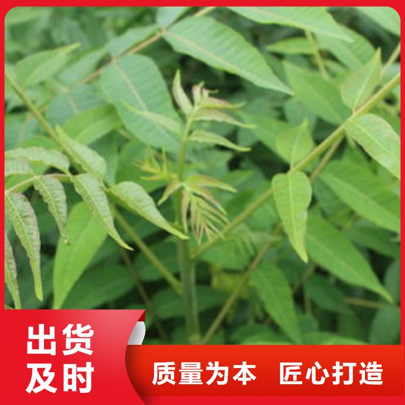 香椿苗,花椒苗支持非标定制