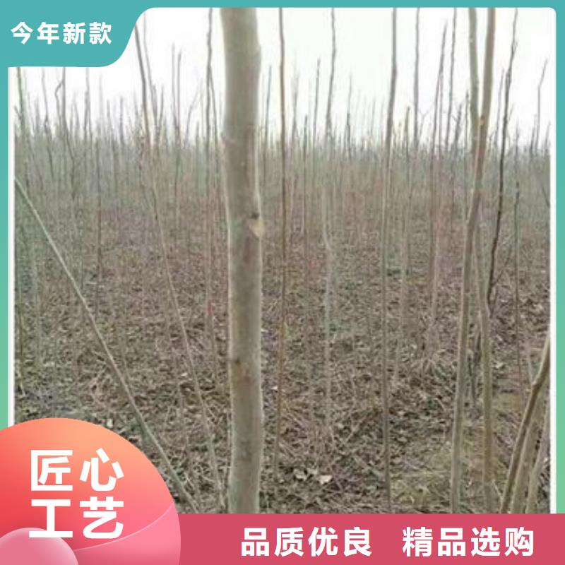 香椿苗,【核桃苗】厂家直接面向客户