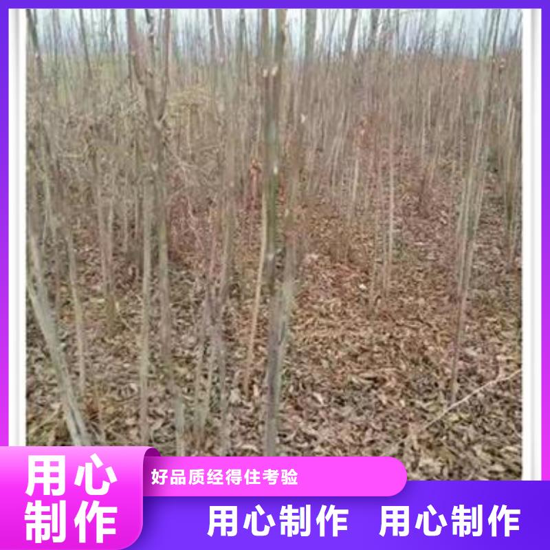 香椿苗梨树苗严格把关质量放心