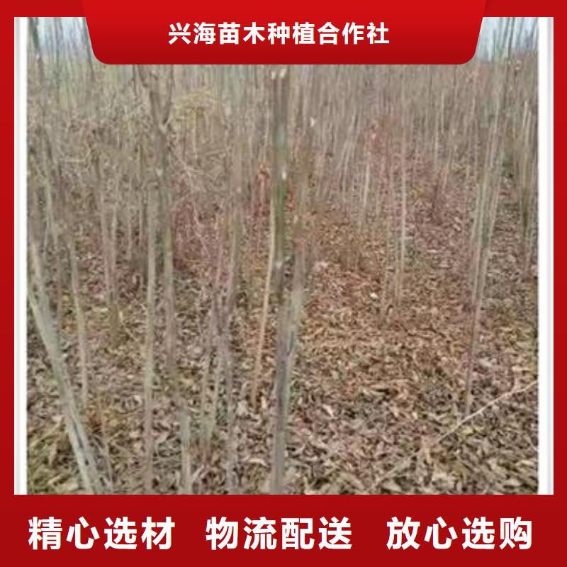 香椿苗,梨树苗现货快速采购