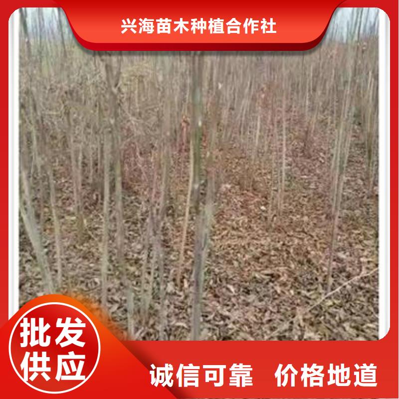 香椿苗蓝莓苗价格实在