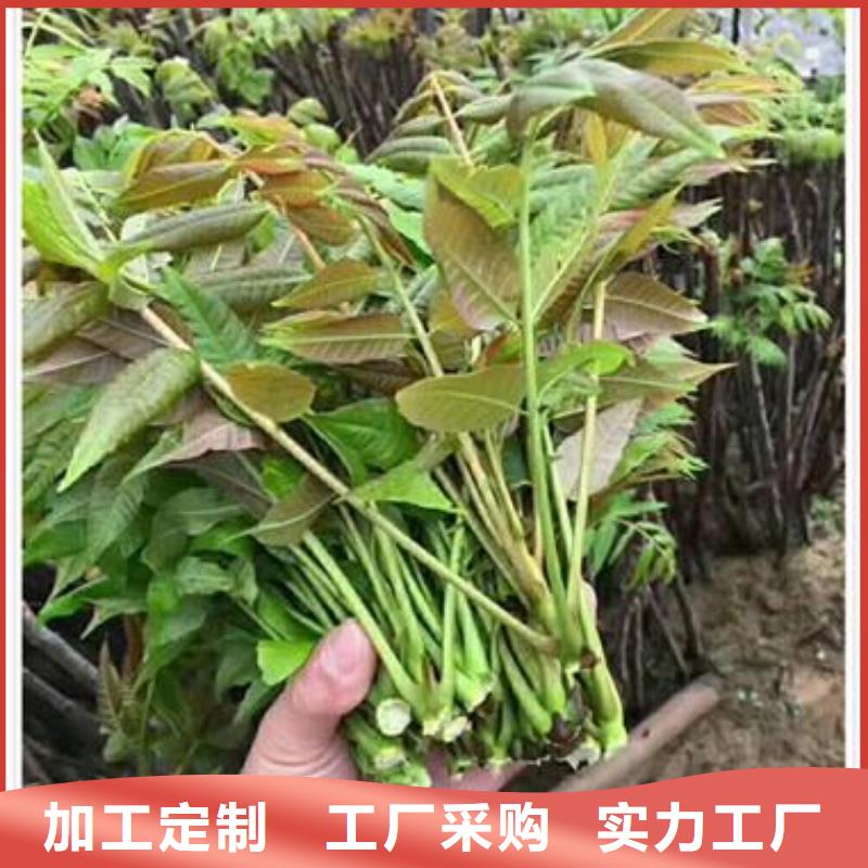 香椿苗梨树苗严格把关质量放心