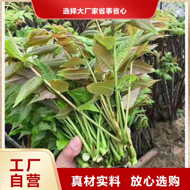 香椿苗,梨树苗精心推荐