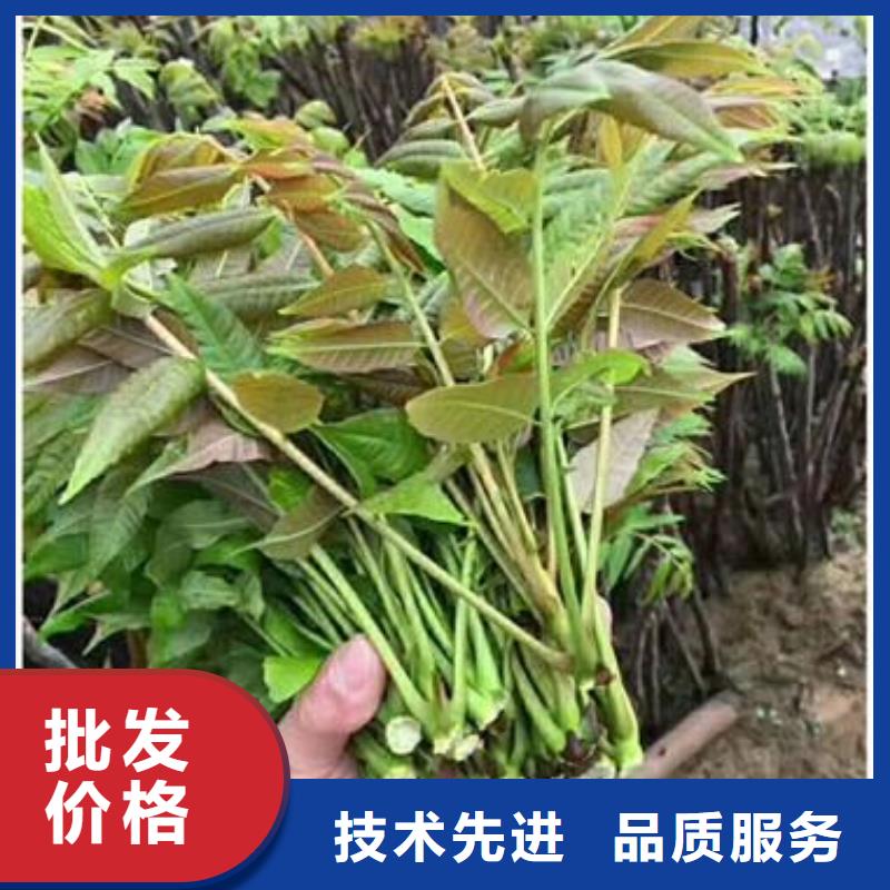 香椿苗,李子苗超产品在细节