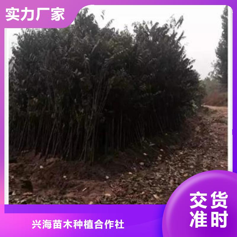 香椿苗,梨树苗精心推荐