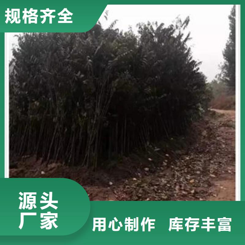 香椿苗_【桃树苗】买的放心