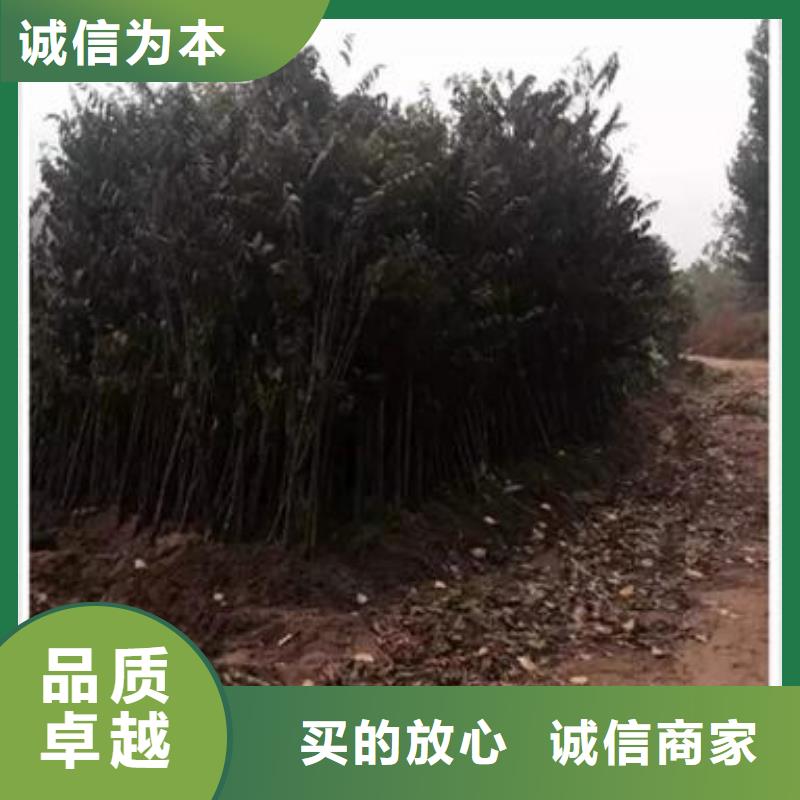 香椿苗桃树苗质量优价格低