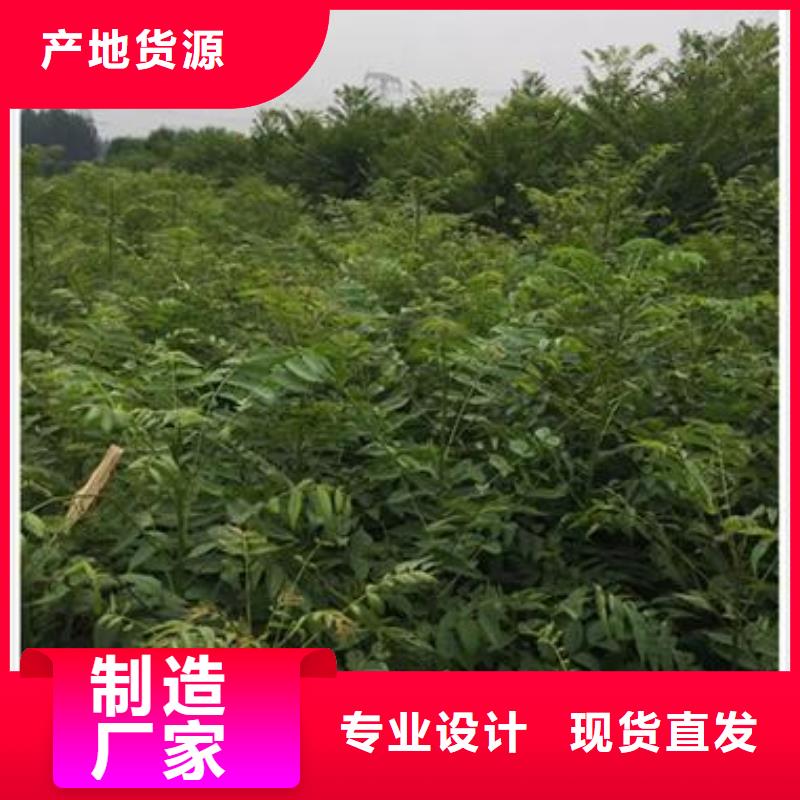 香椿苗山楂苗匠心品质