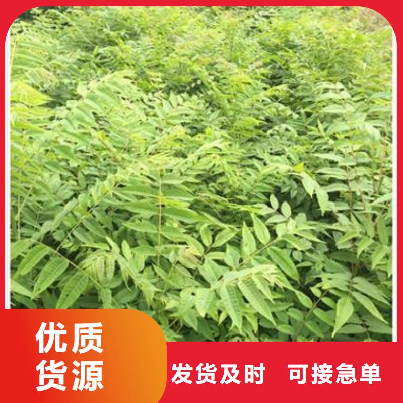 香椿苗花椒苗质量无忧