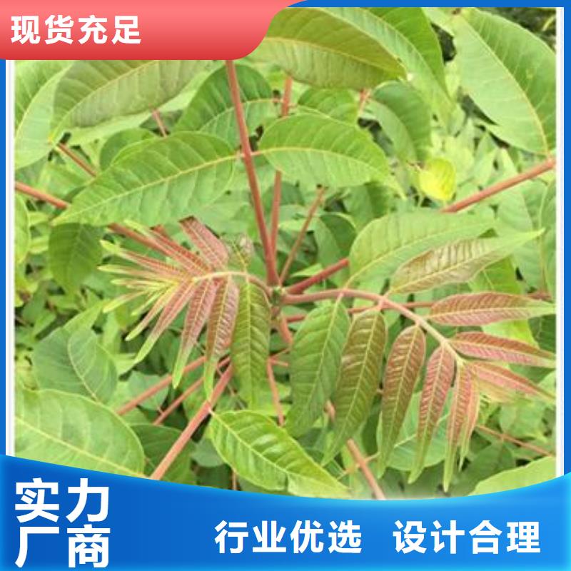 香椿苗,花椒苗支持非标定制